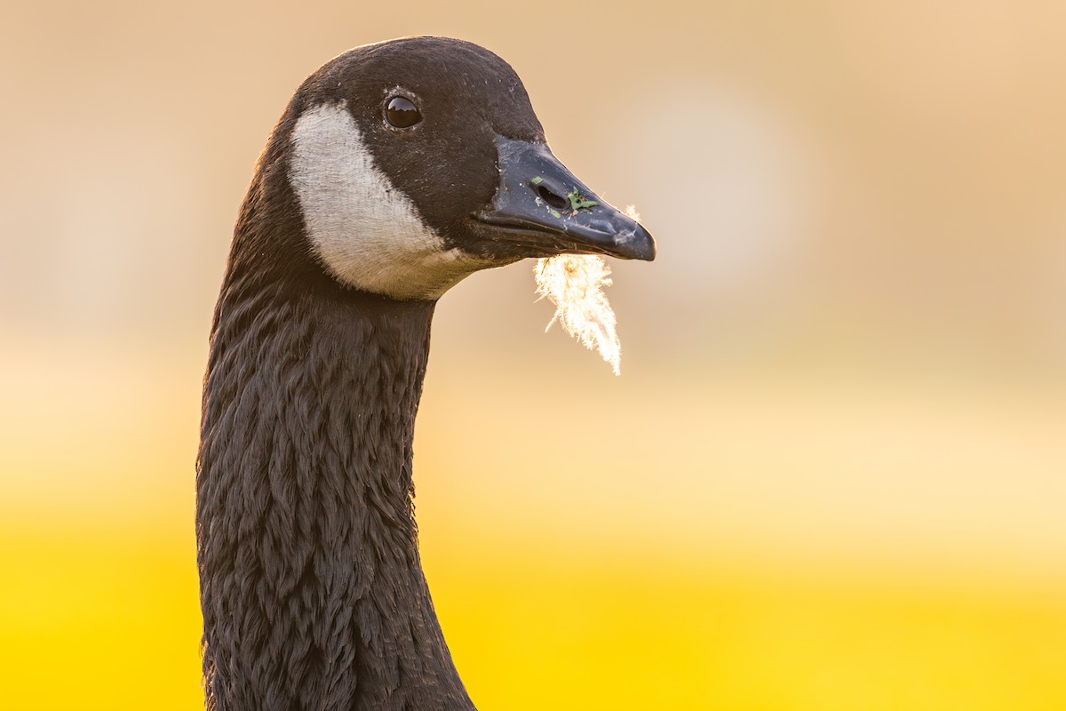 Canada Goose (moffitti/maxima) - ML646161227