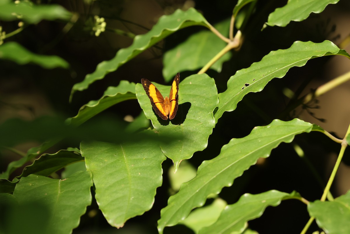 昆蟲綱 - ML646161228