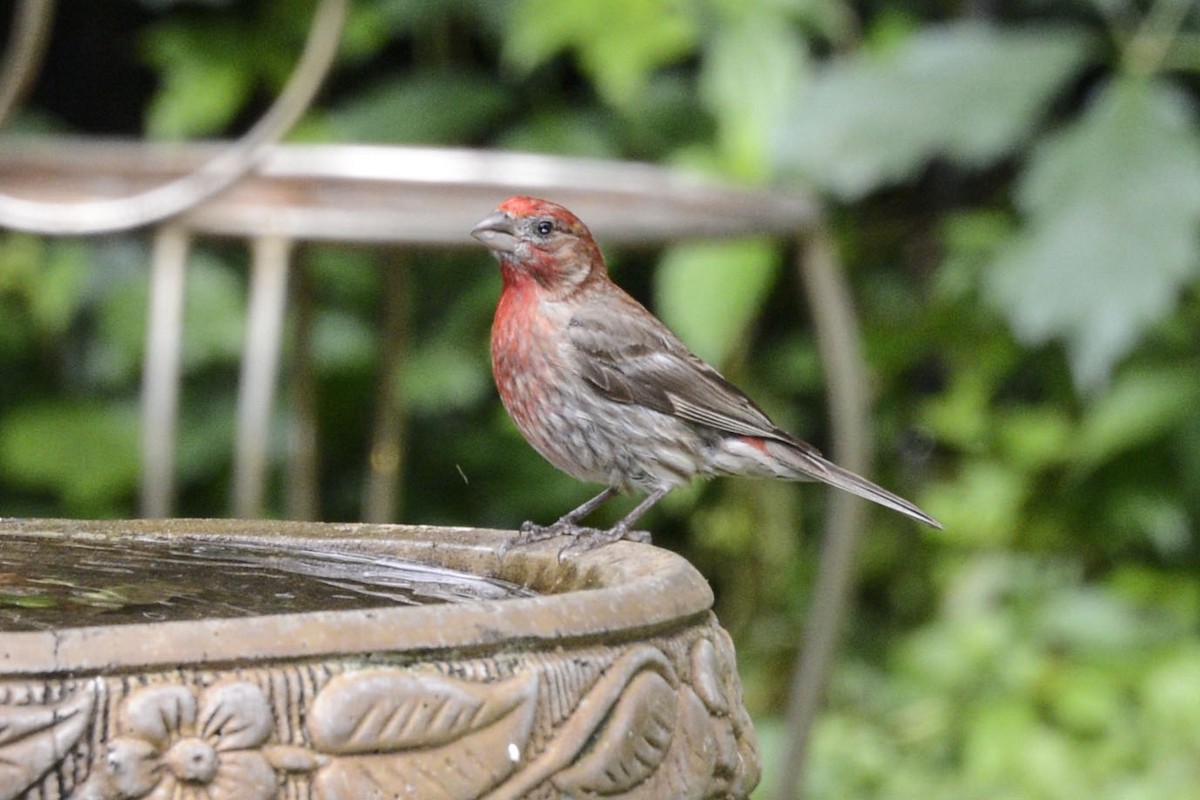 House Finch - ML646161233