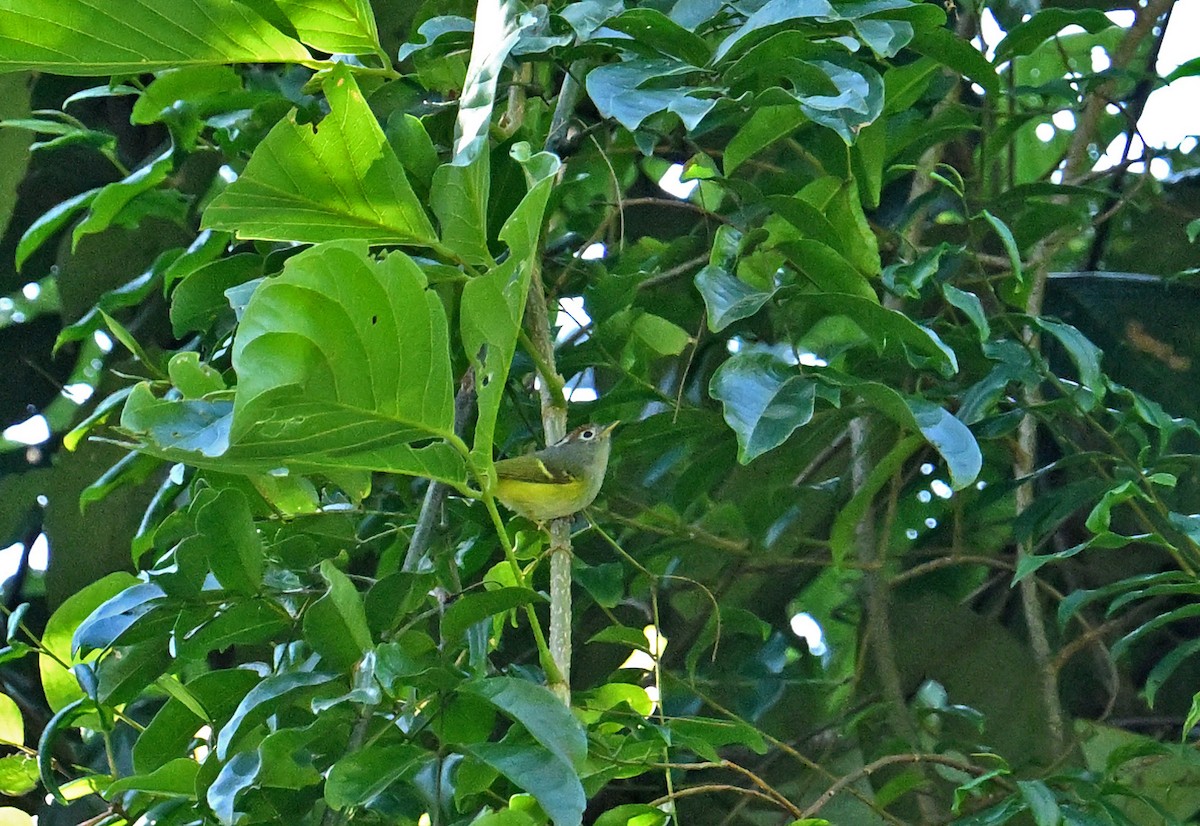 Mosquitero Coronicastaño - ML646161234