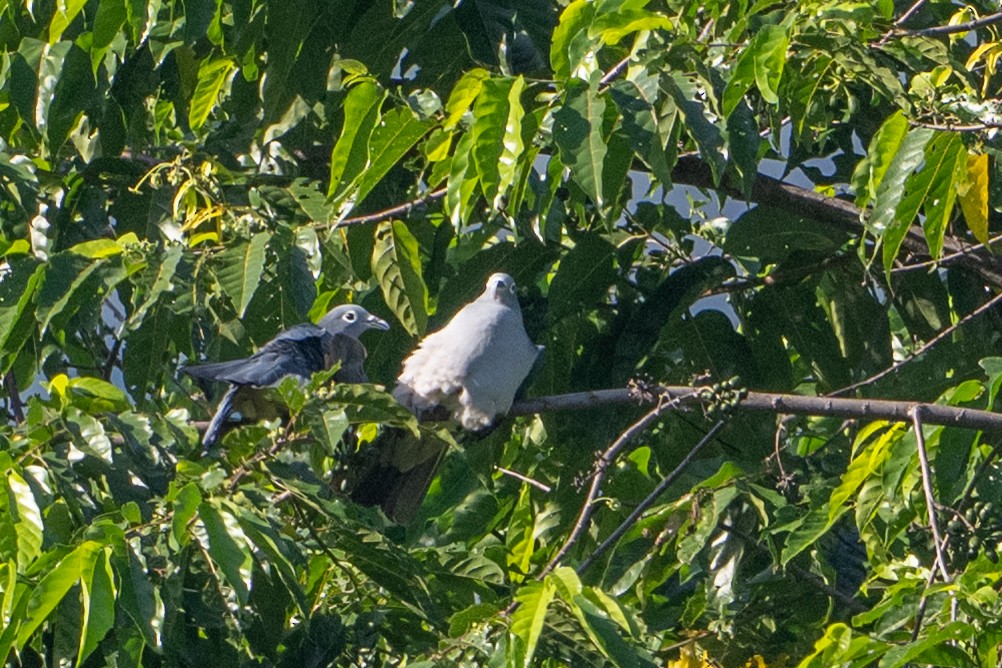 Dúcula de Anteojos - ML646161235