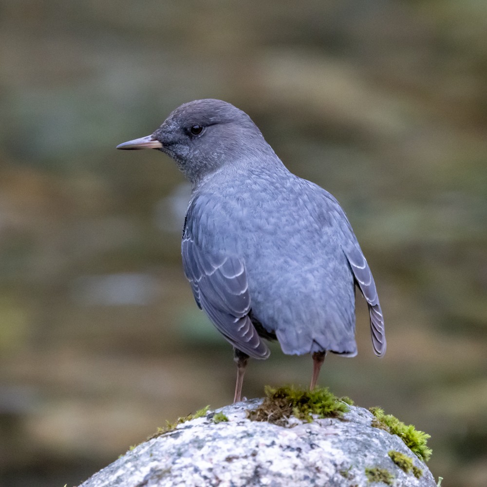 Mirlo Acuático Norteamericano - ML646161239