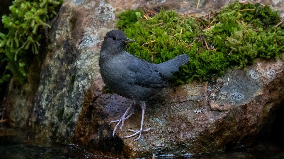 Mirlo Acuático Norteamericano - ML646161240