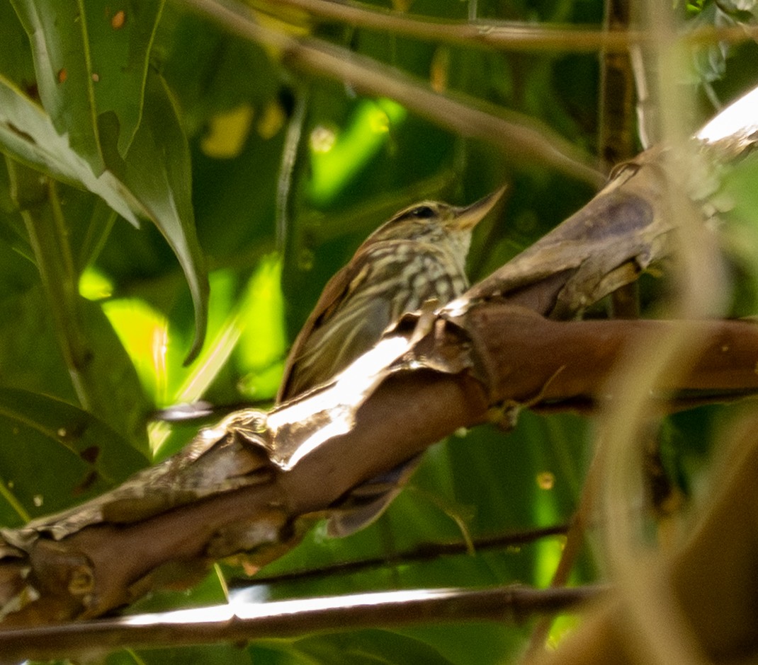 Picolezna Rojizo - ML646161241