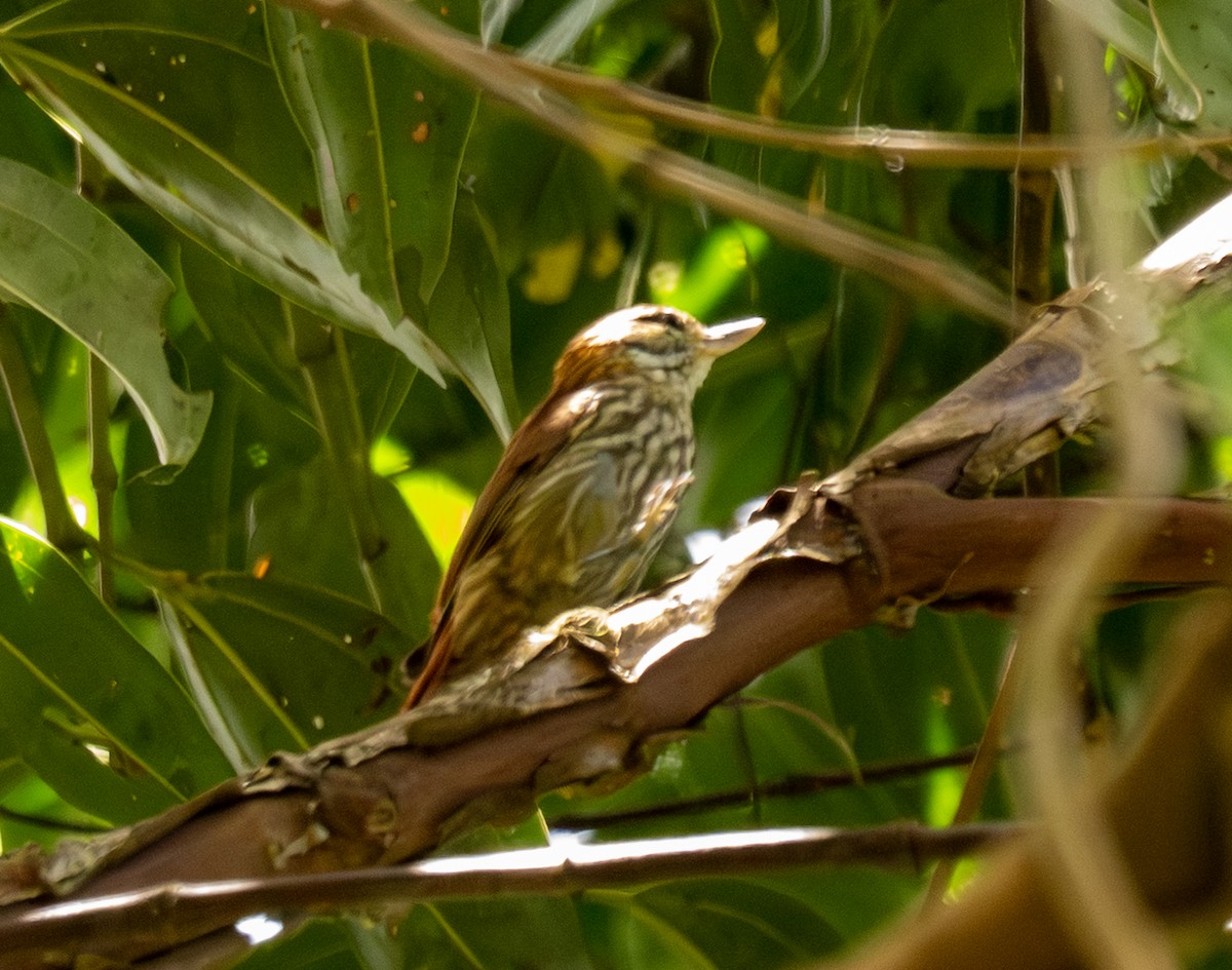 Picolezna Rojizo - ML646161242