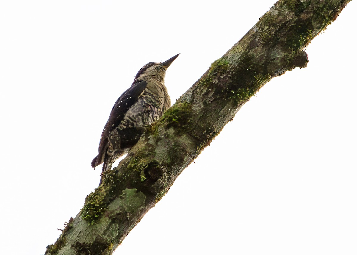 Carpintero Centroamericano - ML646161244