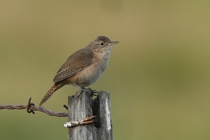 Chochín Criollo Sureño - ML646161245