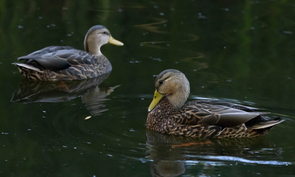 Mexican Duck - ML646161249