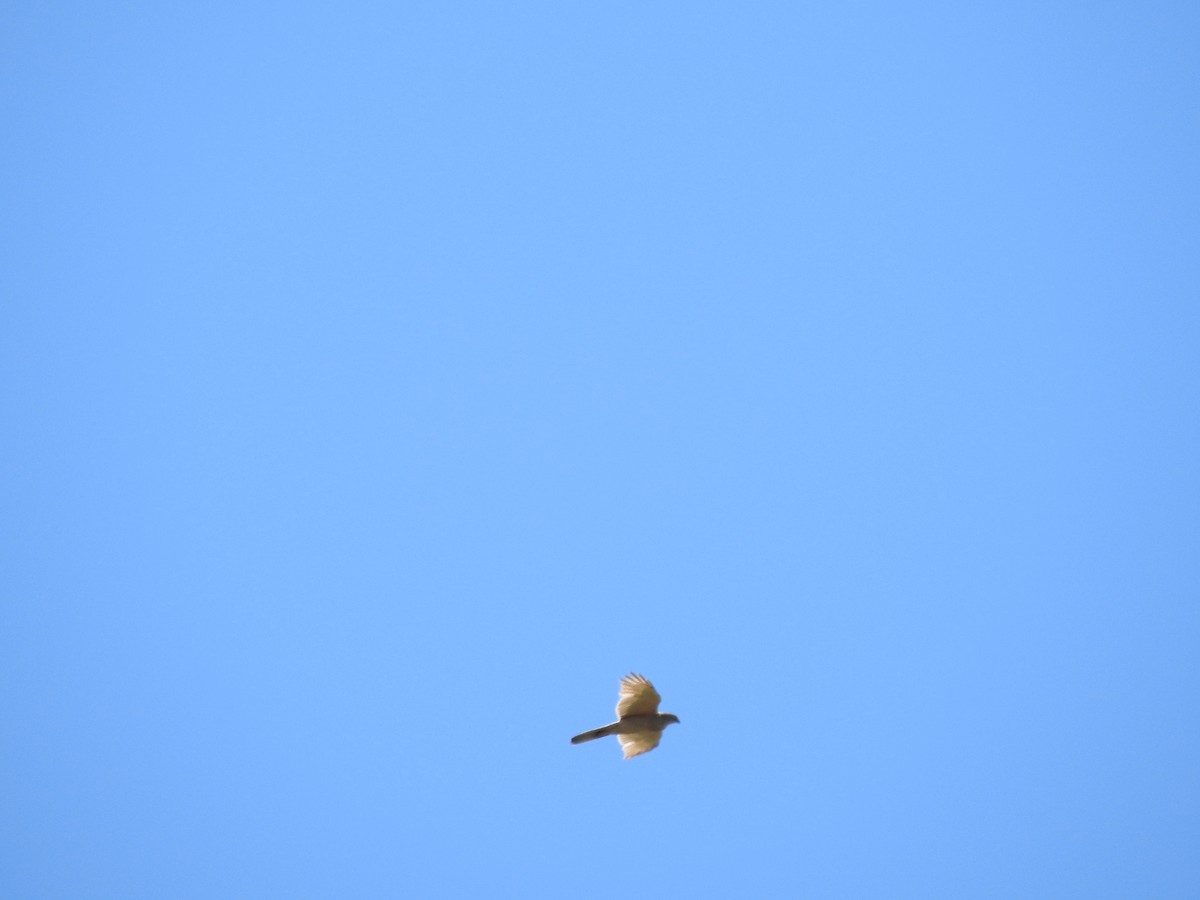 Azor Gris - ML646161250