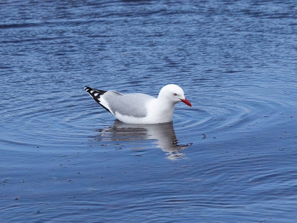 Gaviota Plateada Australiana (Nueva Zelanda) - ML646161251