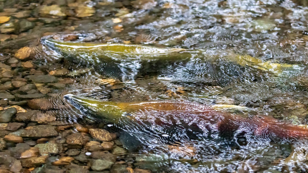 Sockeye Salmon - ML646161252