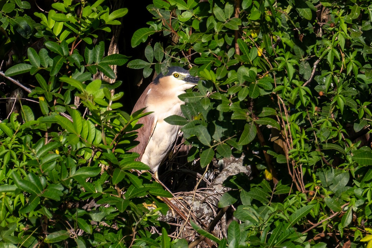 Martinete Canelo - ML646161253