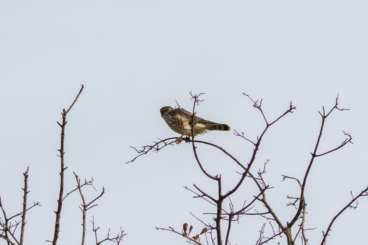 Esmerejón - ML646161254