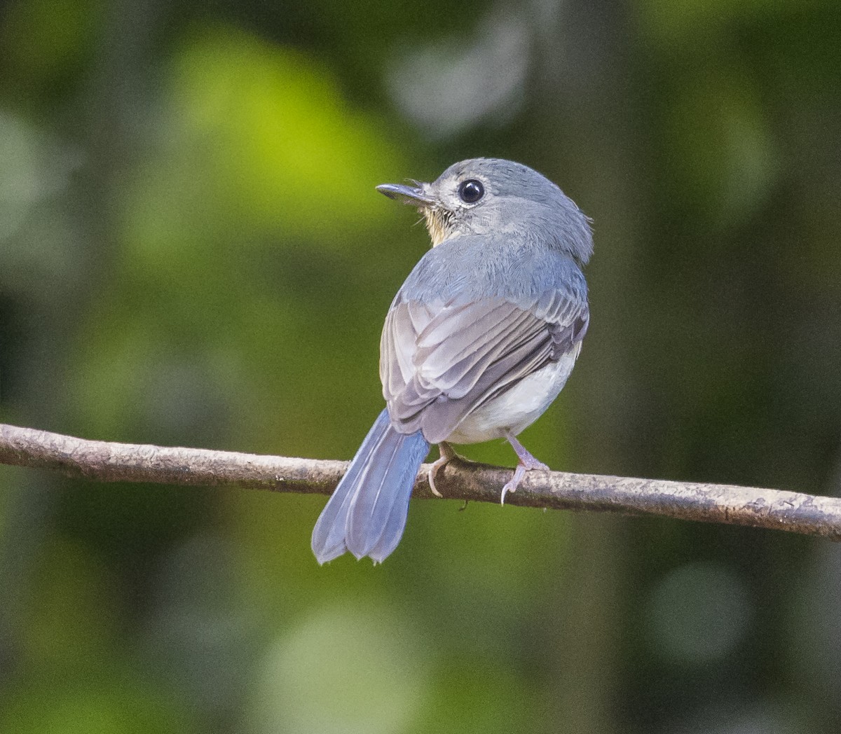 Papamoscas Indochino - ML646161255