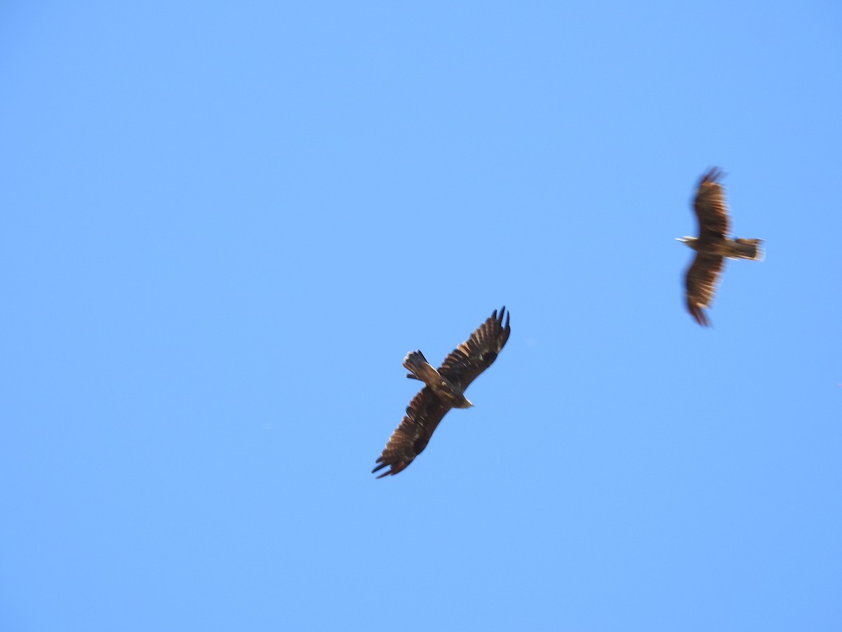 Águila Audaz - ML646161256
