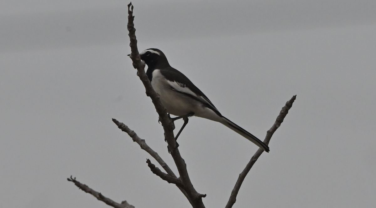 Lavandera India - ML646161260