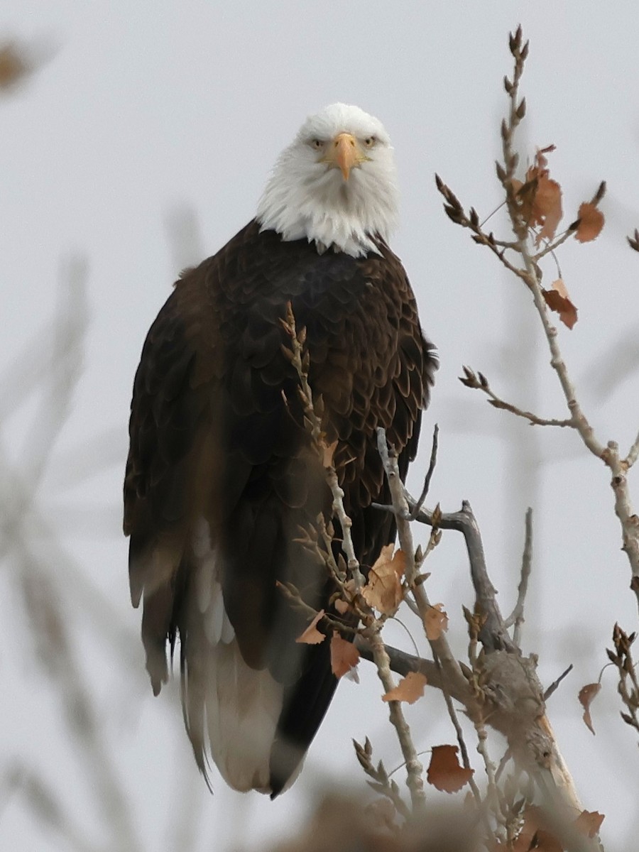 Pigargo Americano - ML646161261