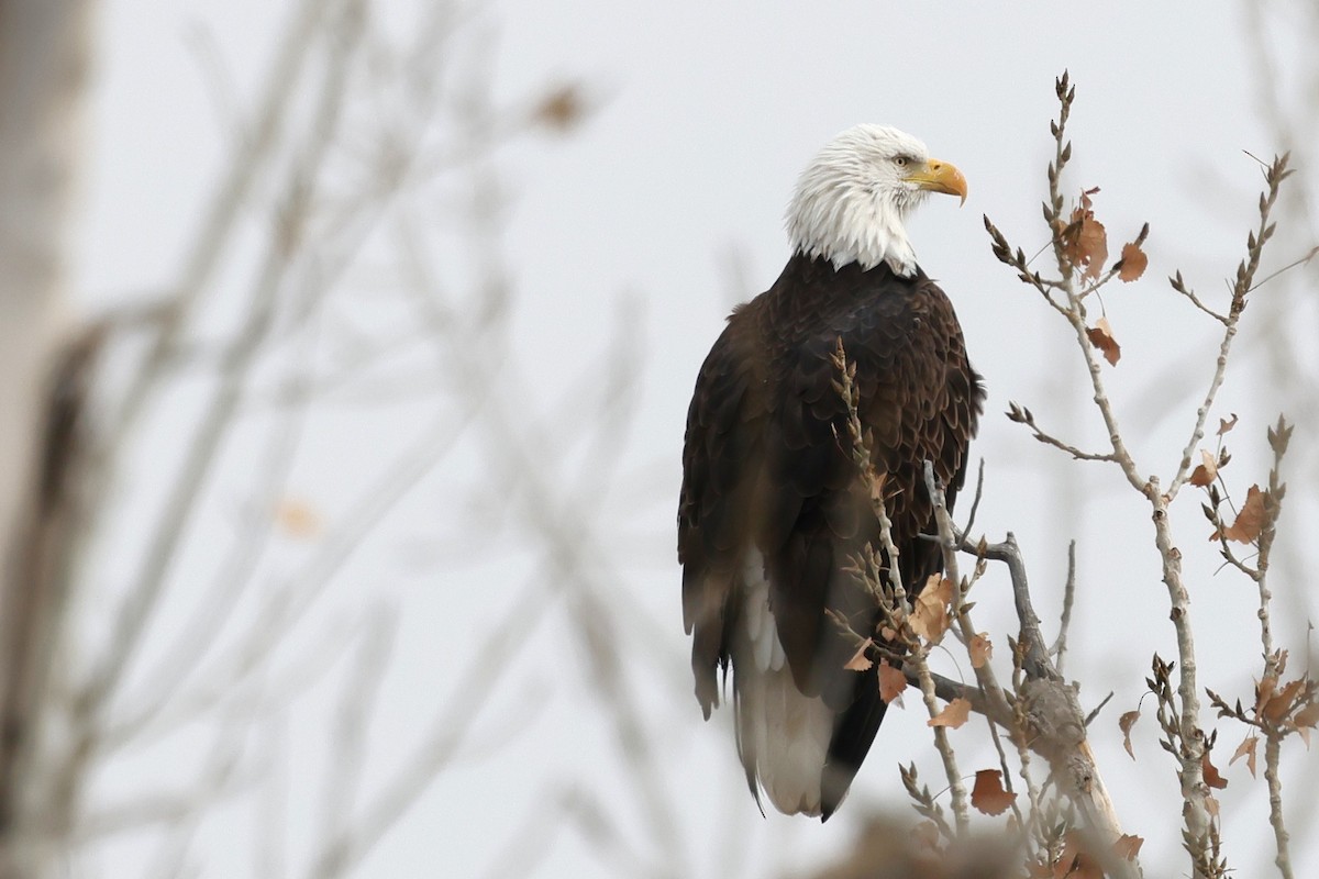 Pigargo Americano - ML646161262