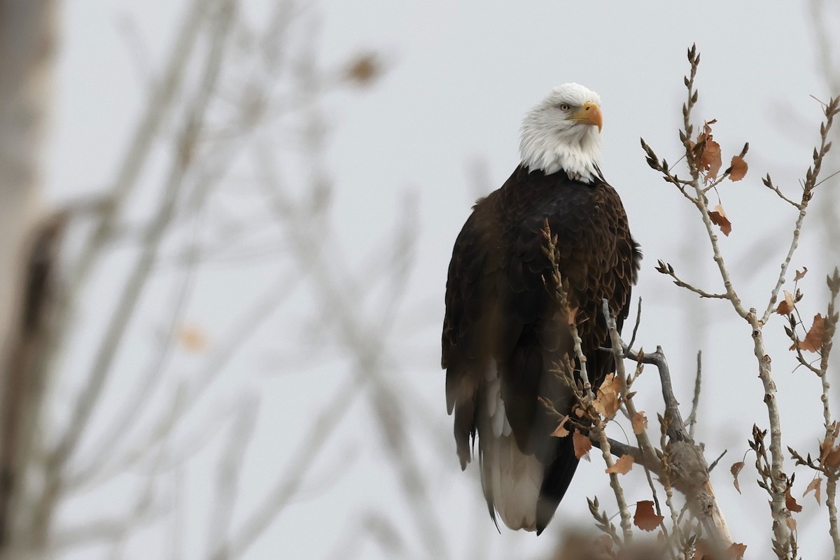 Pigargo Americano - ML646161263