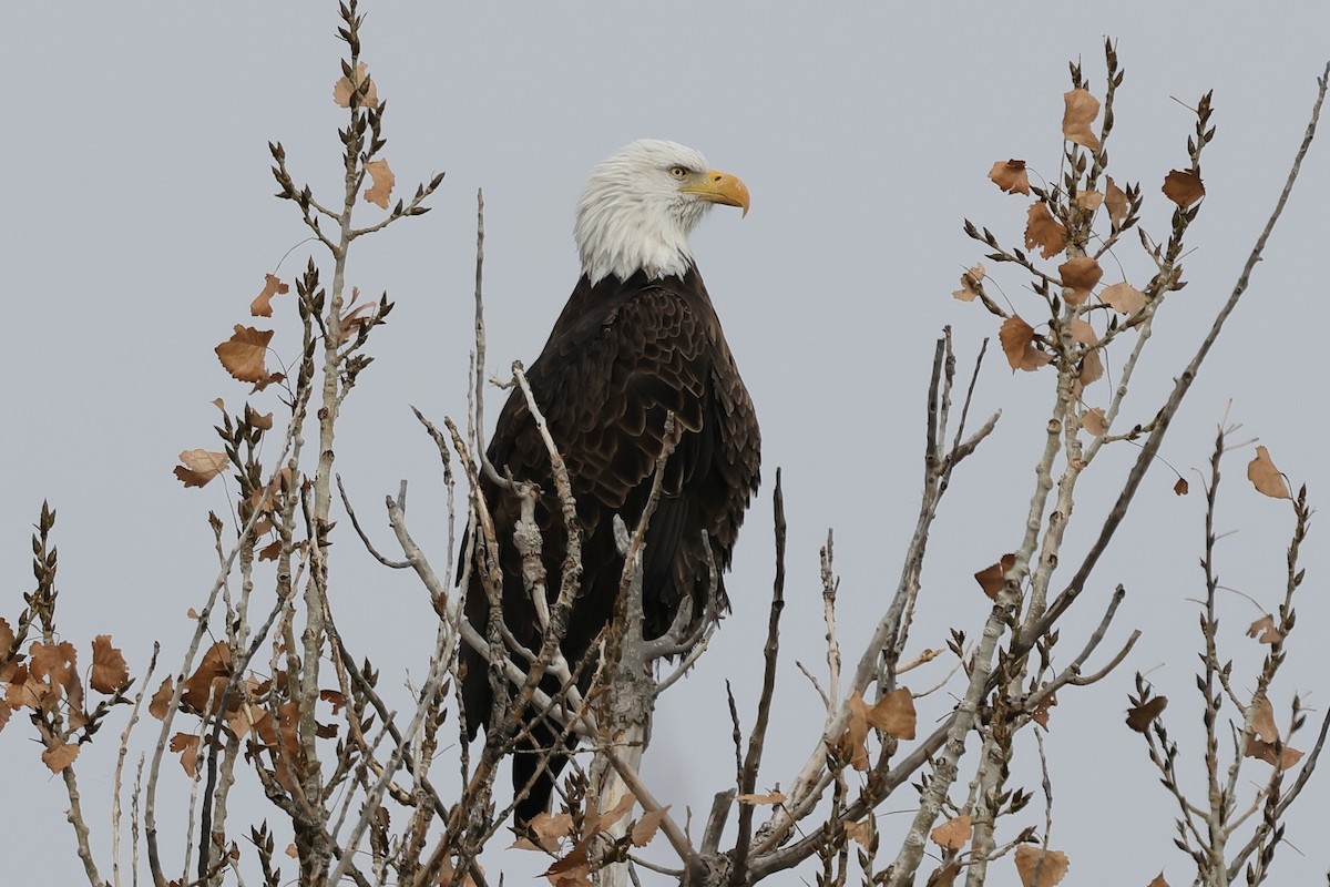 Pigargo Americano - ML646161264