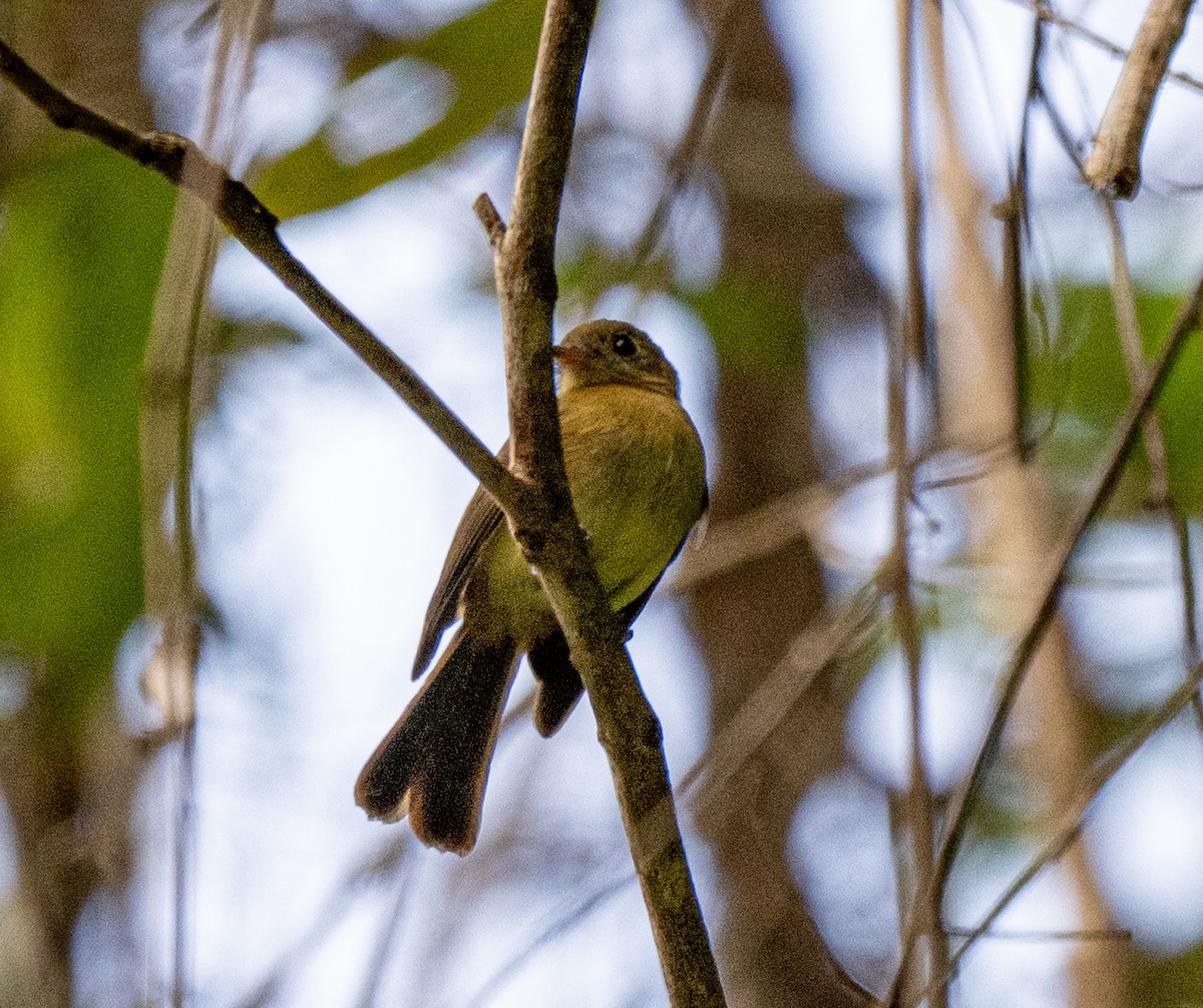 Moscareta Barbada - ML646161266