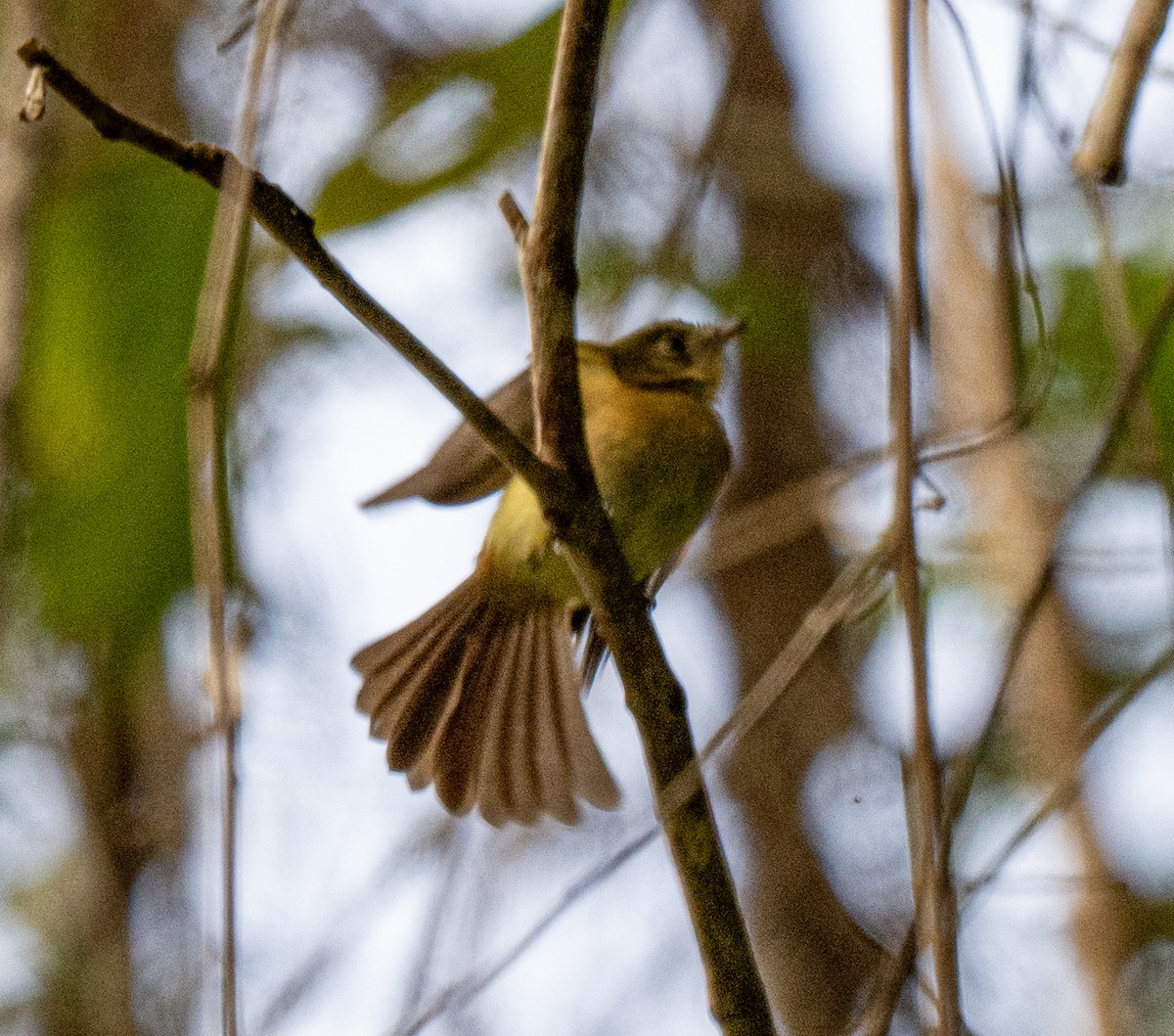 Moscareta Barbada - ML646161267