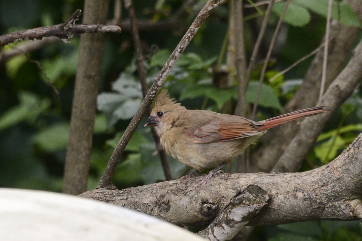 Cardenal Norteño - ML646161268