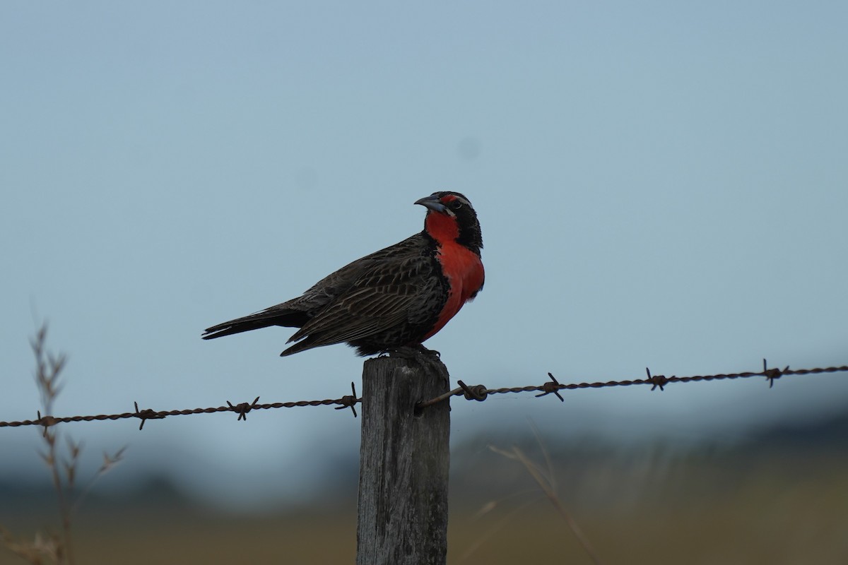 Loica Común - ML646161270