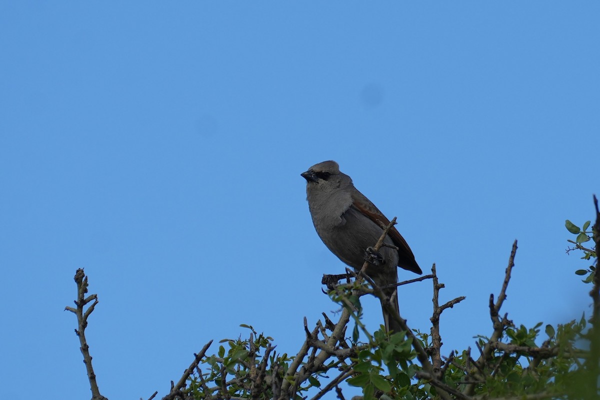 Tordo Músico - ML646161271