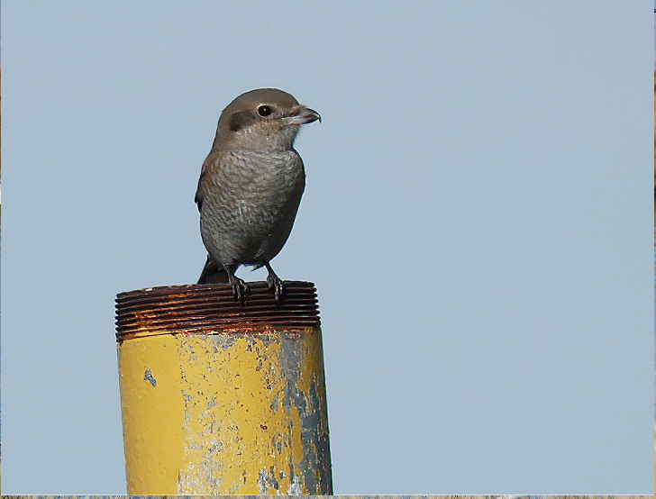 Alcaudón Boreal - ML646161272