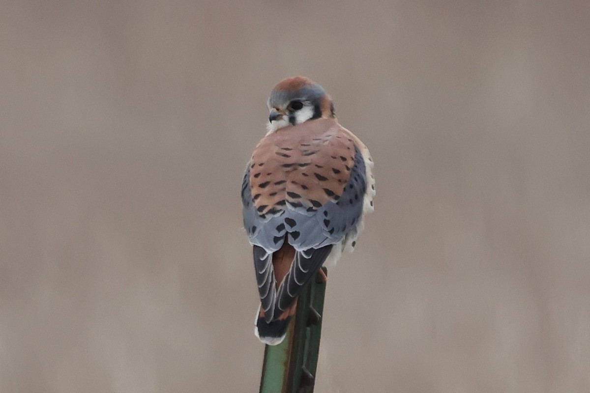 Cernícalo Americano - ML646161274