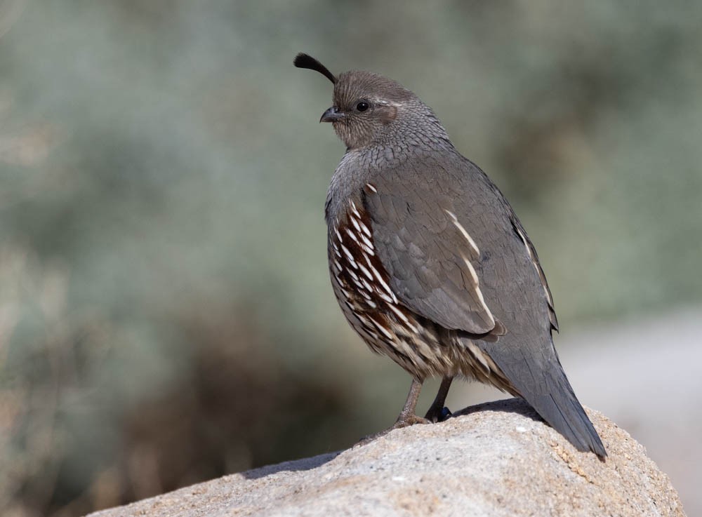 Gambel's Quail - ML646161278