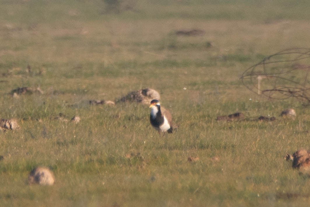 Banded Lapwing - ML646161281