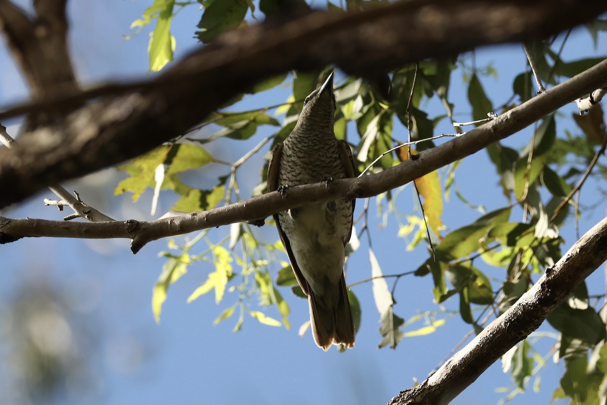 Sahul Cicadabird - ML646161282