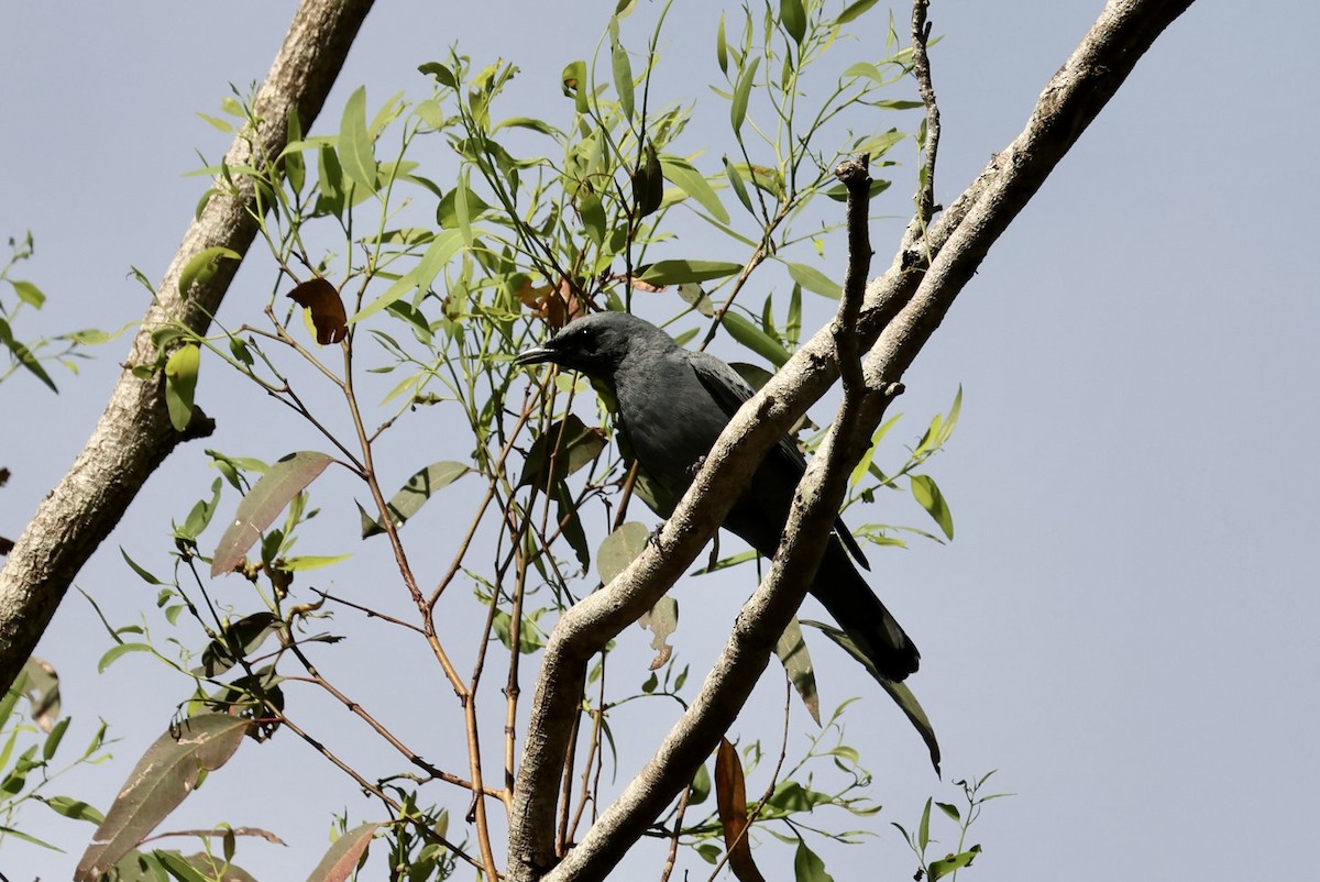 Sahul Cicadabird - ML646161286