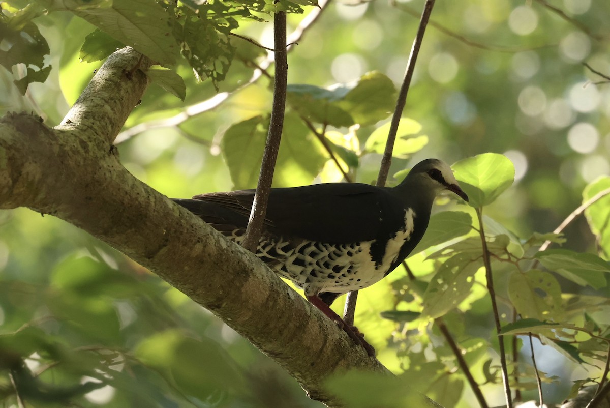 Wonga Pigeon - ML646161289