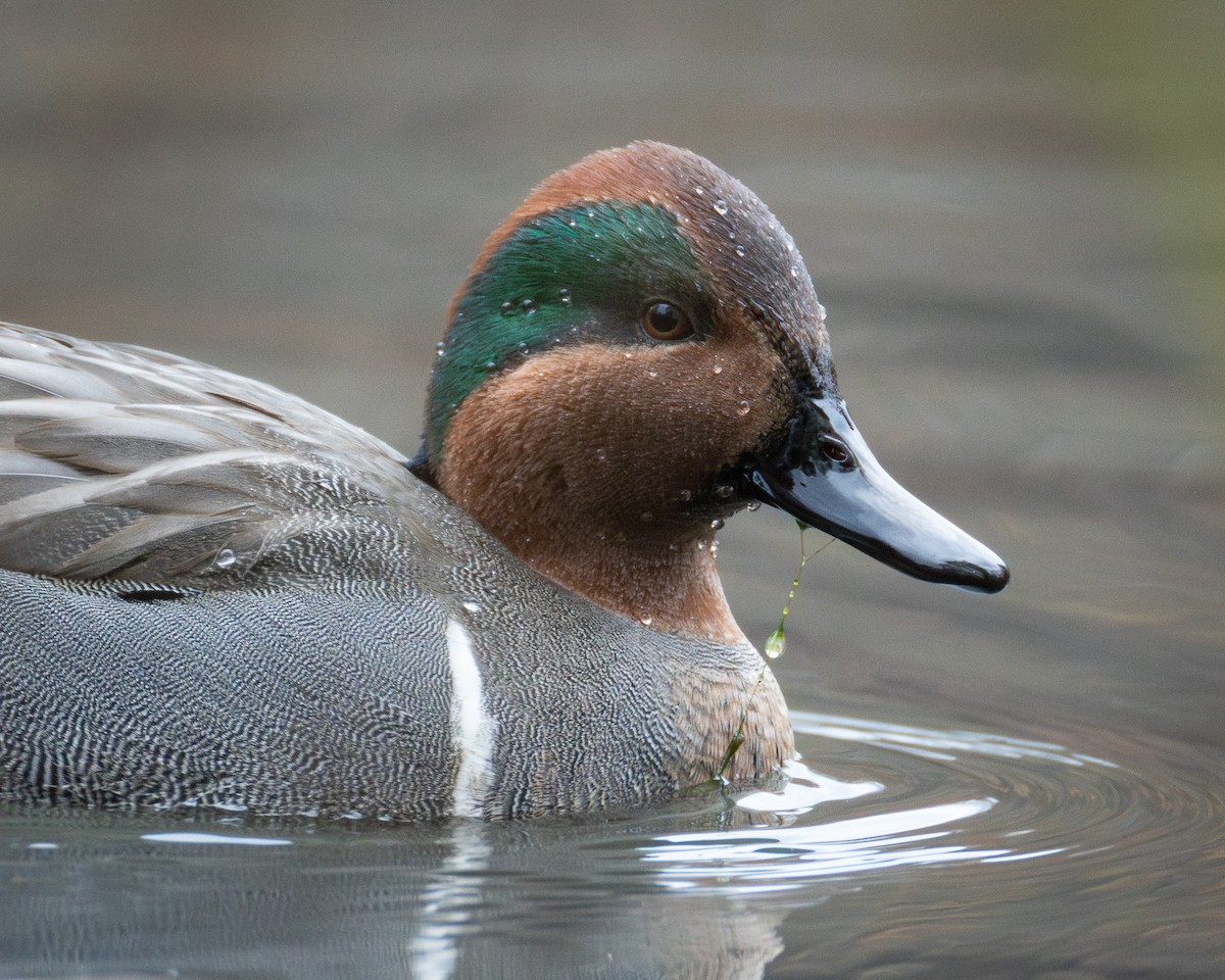 Green-winged Teal - ML646161292