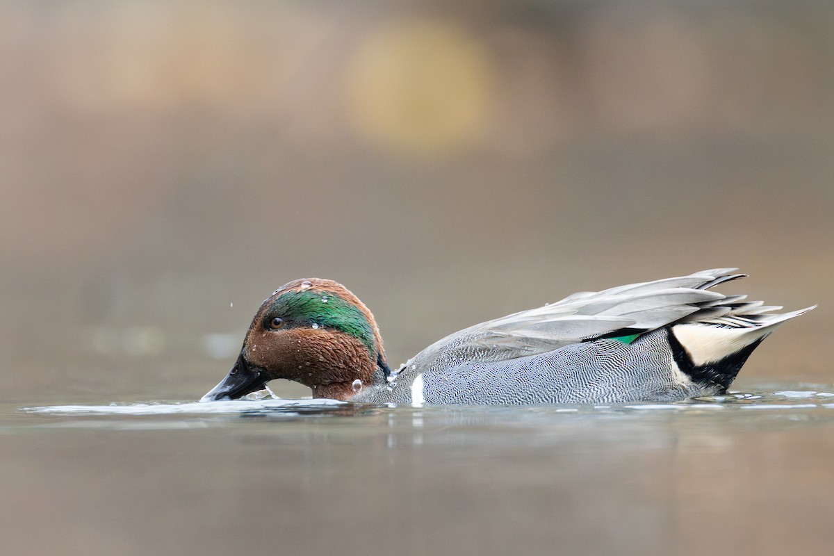 Green-winged Teal - ML646161293