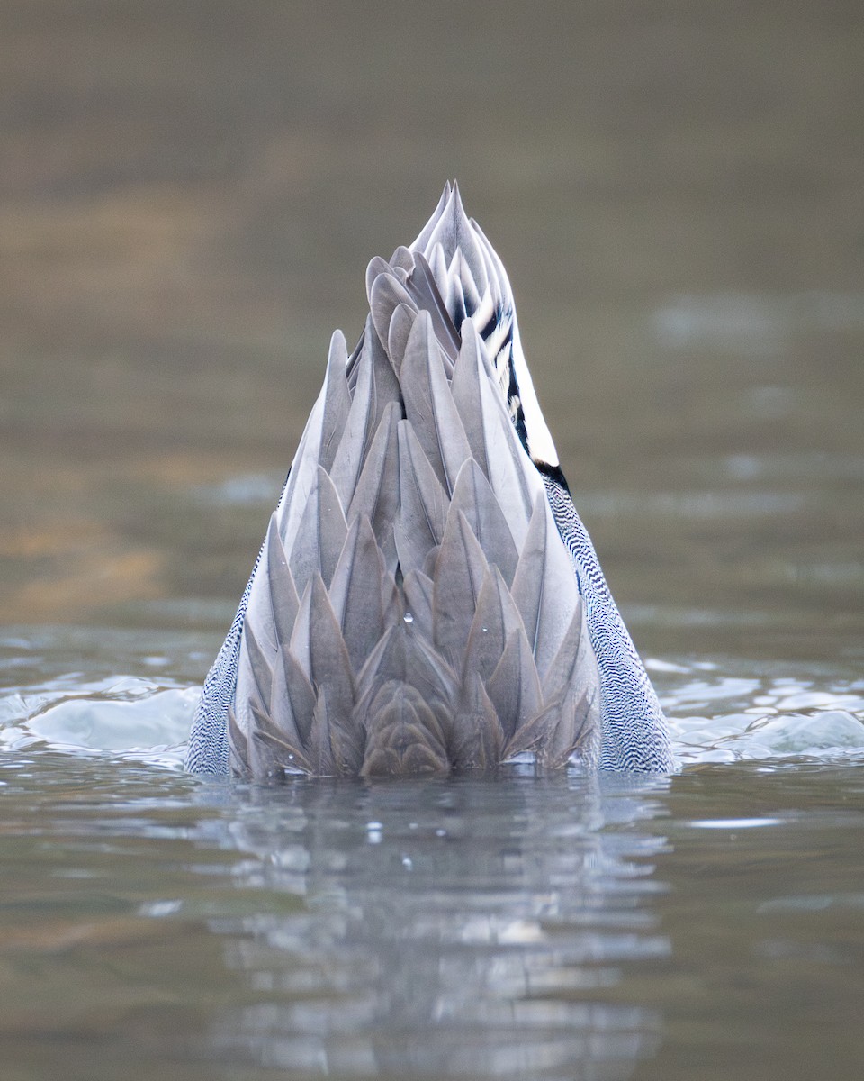 Green-winged Teal - ML646161294