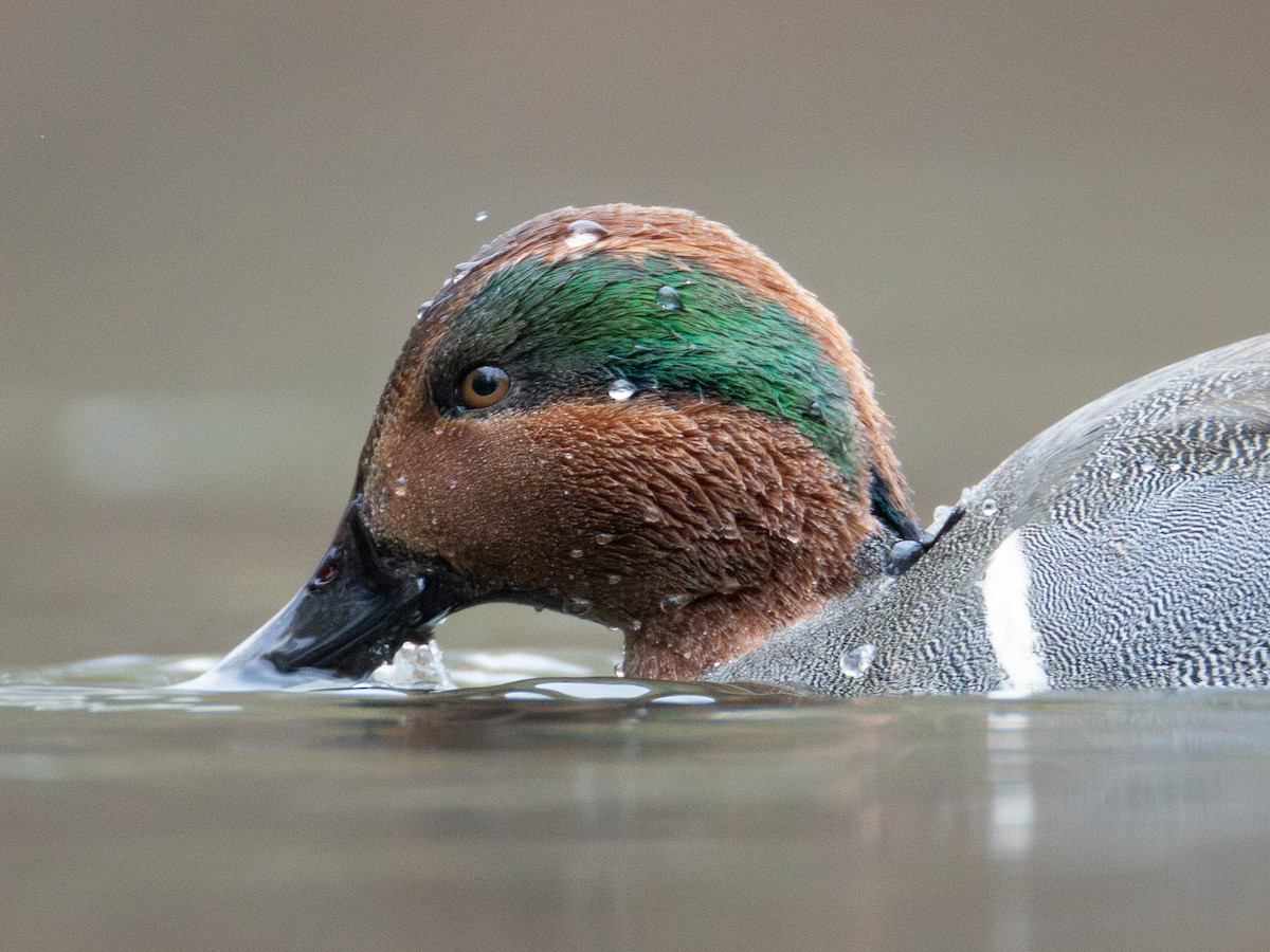 Green-winged Teal - ML646161295
