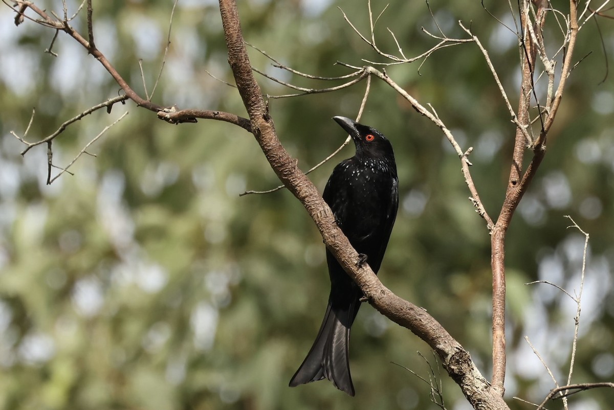 Spangled Drongo - ML646161302