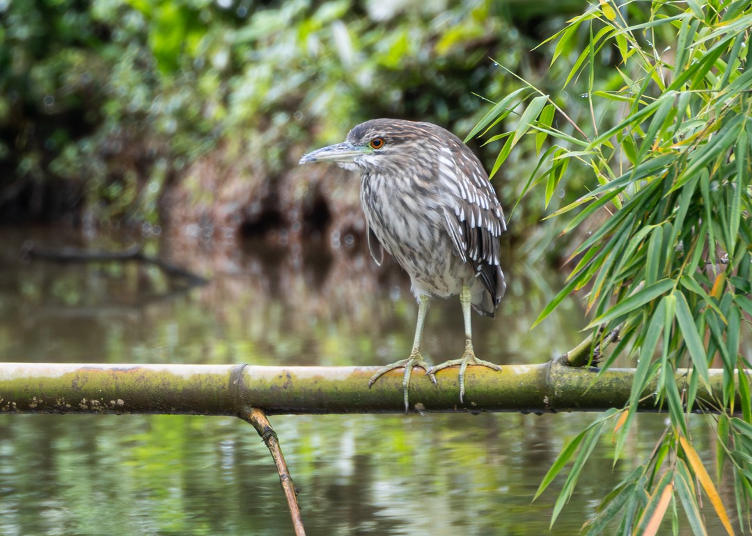 Black-crowned Night Heron - ML646161303