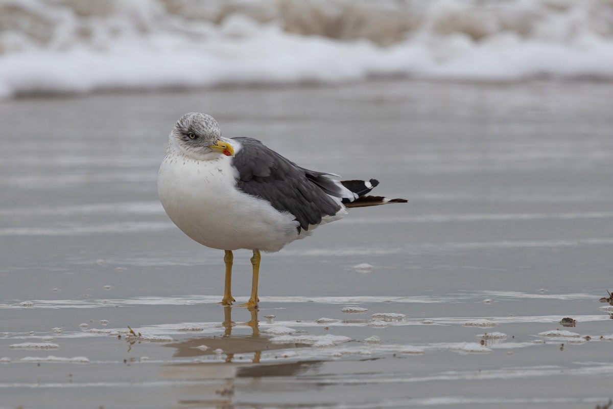 Lesser Black-backed Gull - ML646161313