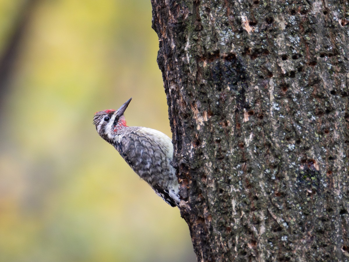 Yellow-bellied Sapsucker - ML646161319