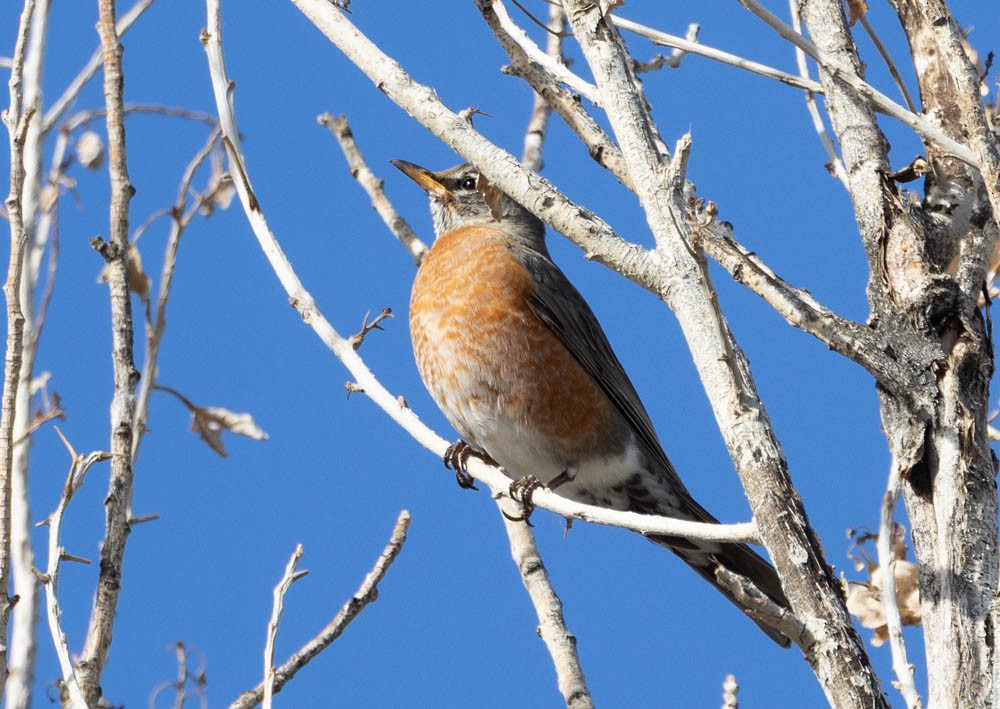 American Robin - ML646161320
