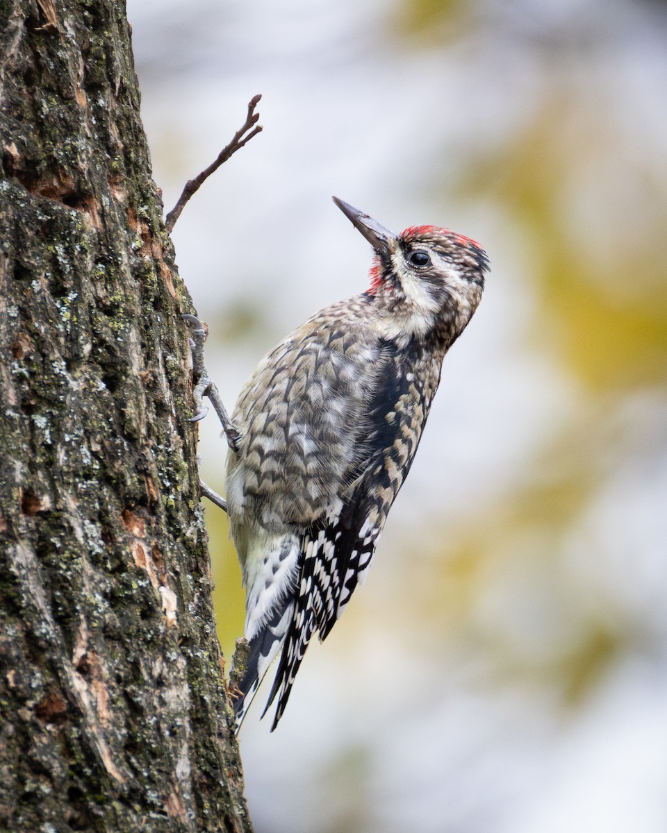 Yellow-bellied Sapsucker - ML646161321
