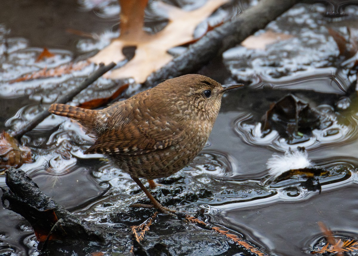 Winter Wren - ML646161331