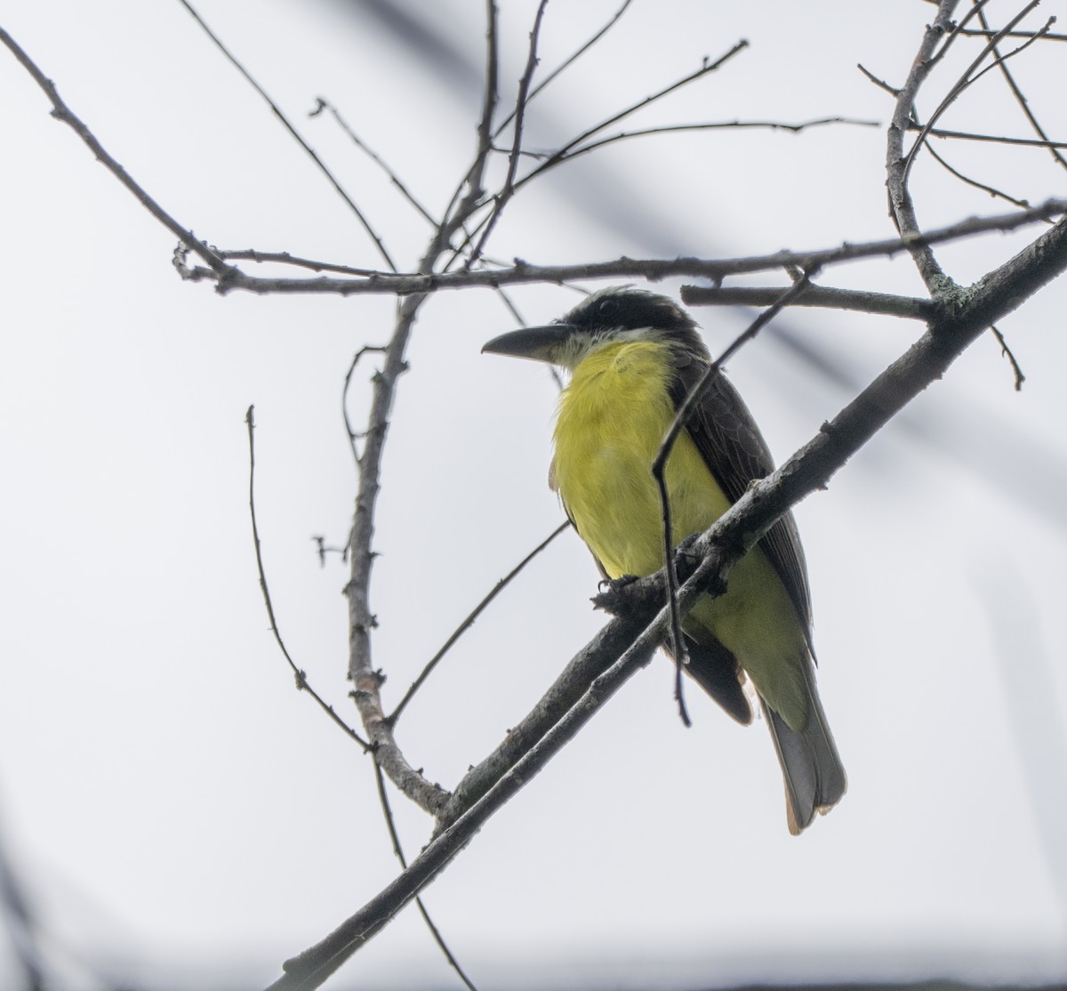 オオハシタイランチョウ - ML646161333