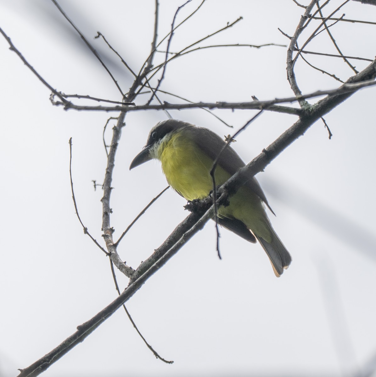 オオハシタイランチョウ - ML646161334