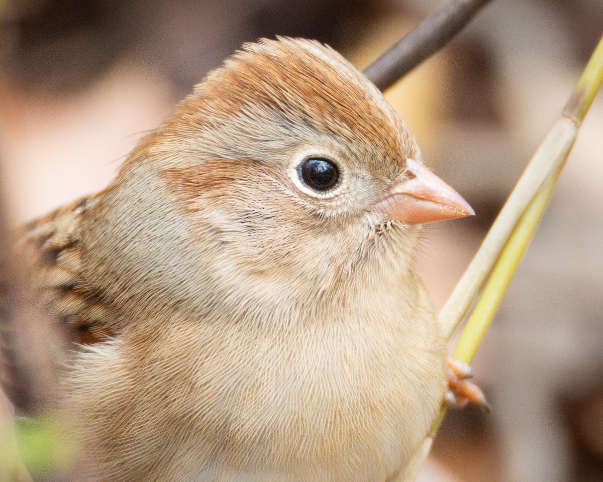 Field Sparrow - ML646161336
